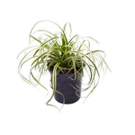 1.9L Carex Featherfalls - Carex oshimensis