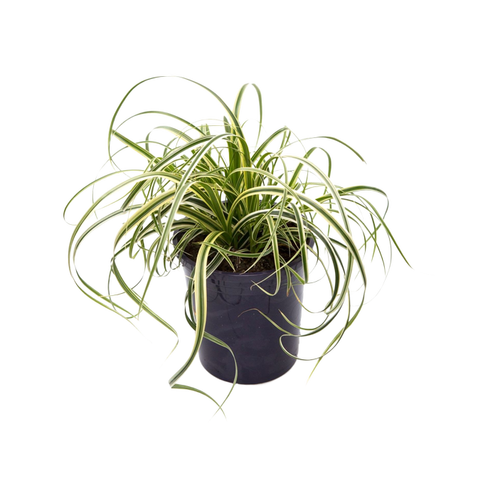 1.9L Carex Featherfalls - Carex oshimensis