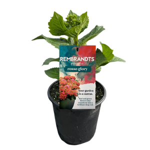 17cm Hydrangea Rembrandt Rosso Glory - Hydrangea macrophylla - Gardening Solutionz