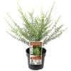 140mm Boronia Yellow - Boronia megastigma Lutea