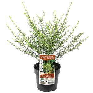 140mm Boronia Yellow - Boronia megastigma Lutea