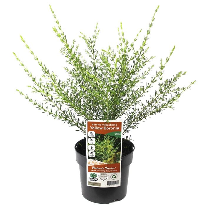 140mm Boronia Yellow - Boronia megastigma Lutea