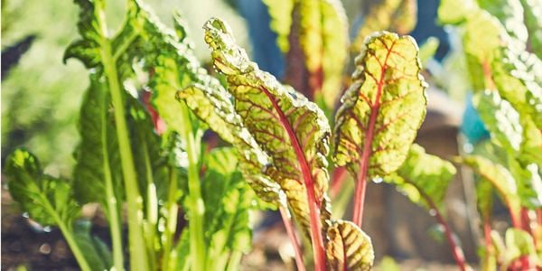 Close-up of vege patch