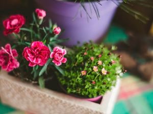 potted dianthus flowers from a high angle