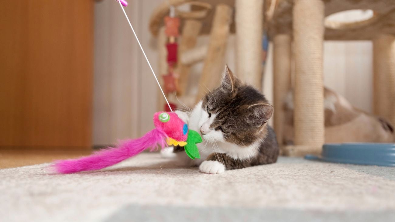 Playful grey and white tabby cat lying on a rug reaching for a pink toy.