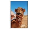 Close-Up Of a Dromedary Camel   Print 100% Australian Made 90x120cm  (Poster)