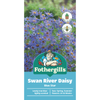 Fothergill's Swan River Daisy Blue  Flower Seeds