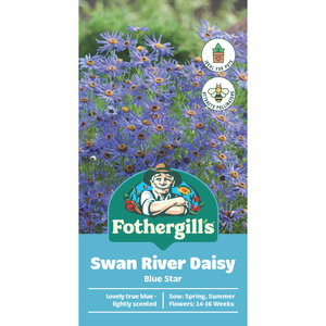Fothergill's Swan River Daisy Blue  Flower Seeds