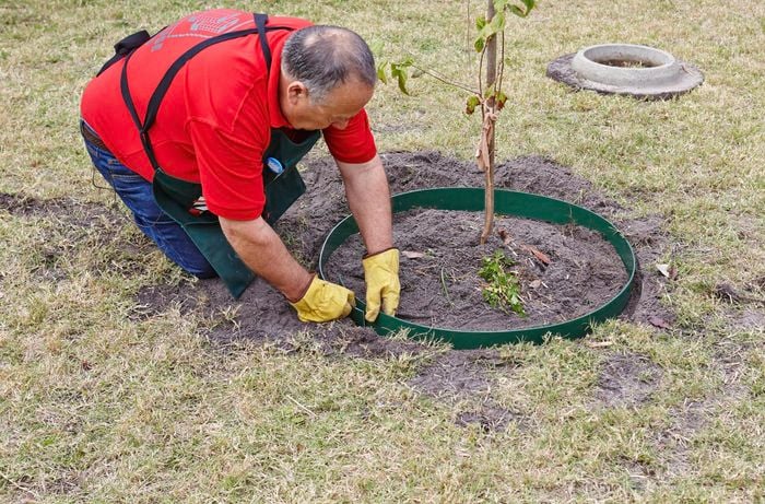 Person laying plastic garden edging around a tree.