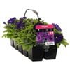 10 Cell Petunia Blue - Petunia x hybrida