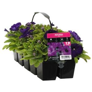 10 Cell Petunia Blue - Petunia x hybrida