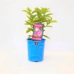 140mm Sweet Pertite - Brunsfelsia