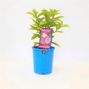 140mm Sweet Pertite - Brunsfelsia