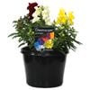 180mm Snapdragon - Antirrhinum majus