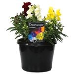 180mm Snapdragon - Antirrhinum majus