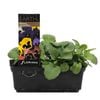 Pansy Faces Mix Punnet - Pansy x wittrockiana