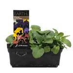 Pansy Faces Mix Punnet - Pansy x wittrockiana