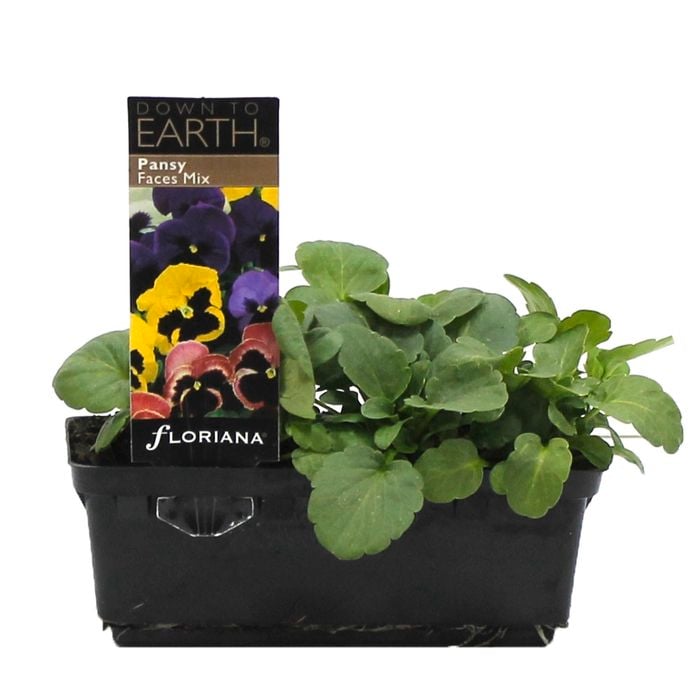 Pansy Faces Mix Punnet - Pansy x wittrockiana