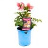 140mm Lenten Rose - Helleborus orientalis - Pink Surprise Mix