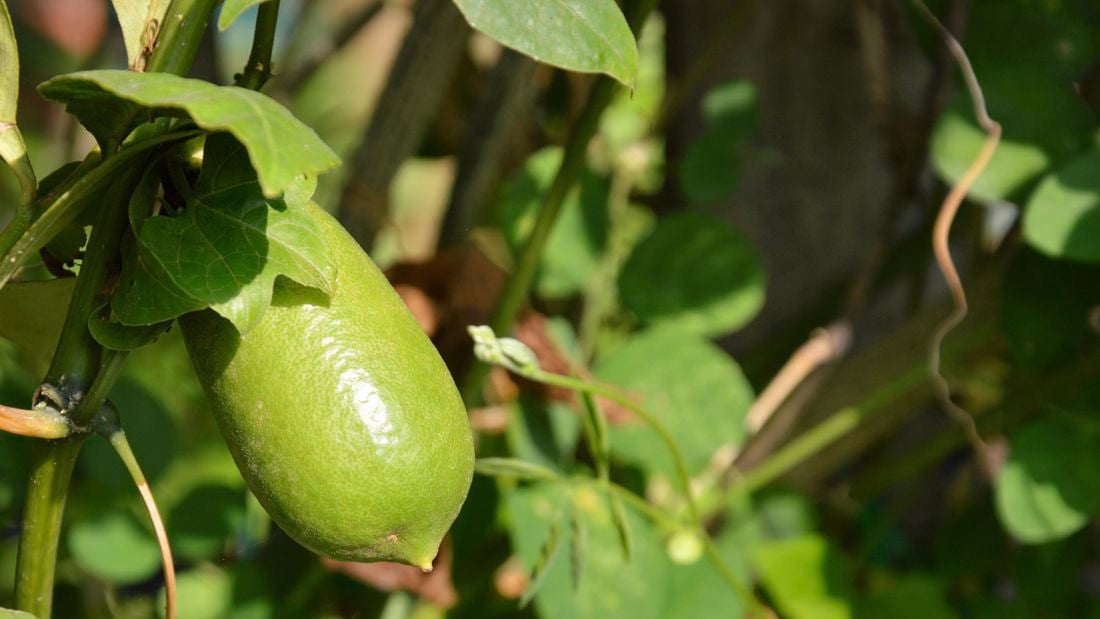 A finger lime hanging on a branch in a garden.