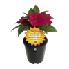 1.5L SunPatiens - Impatiens hawkeri