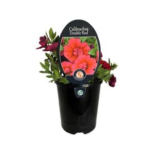 1.5L Calibrachoa Double Red - Calibrachoa hybrid