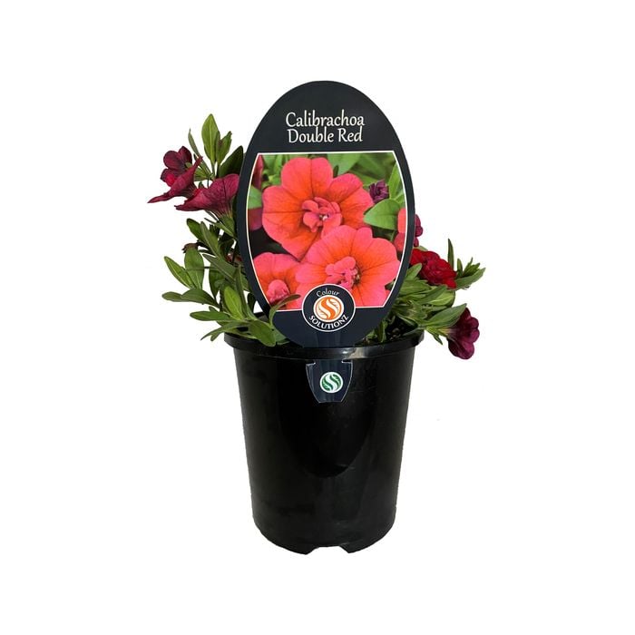 1.5L Calibrachoa Double Red - Calibrachoa hybrid