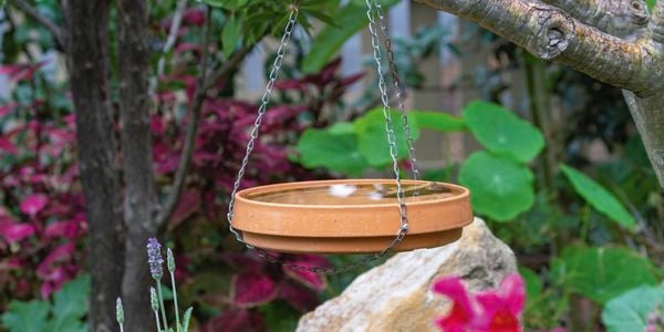 Birdbath hanging off tree in garden