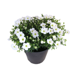 2.4L Arenaria Avalanche