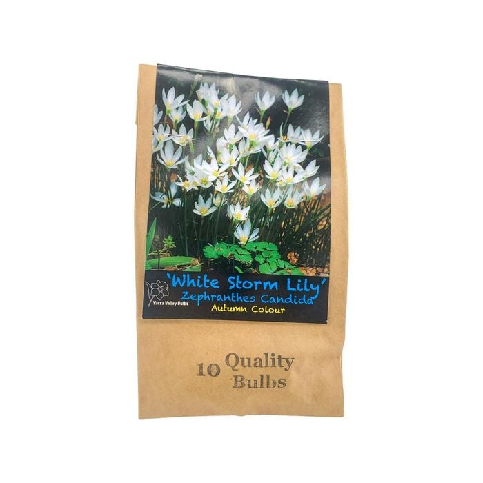 Yarra Valley Bulbs White Storm Lily 10 Bulbs