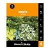 Bloomin Bulbs Hosta Mixed - 4 Pack