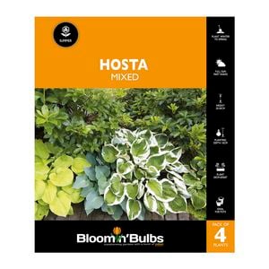 Bloomin Bulbs Hosta Mixed - 4 Pack