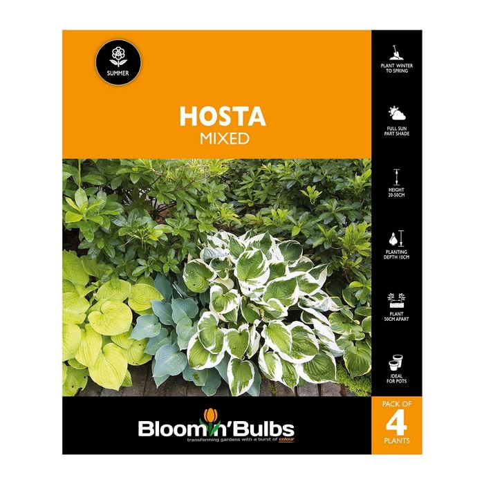 Bloomin Bulbs Hosta Mixed - 4 Pack