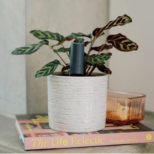 With
  Willow, you'll know when to water and make easy environmental changes for
  your plant to thrive