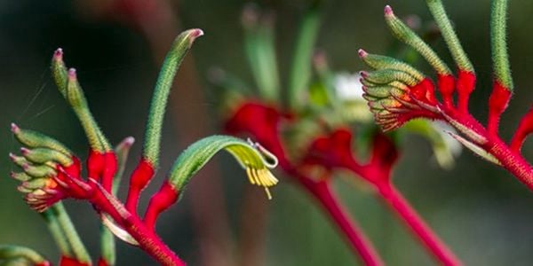 Red kangaroo paw flowers.