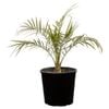 200mm Dwarf Date Palm - Phoenix roebelenii