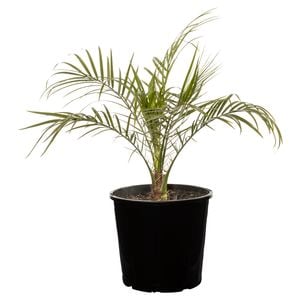 200mm Dwarf Date Palm - Phoenix roebelenii