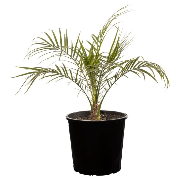 200mm Dwarf Date Palm - Phoenix roebelenii