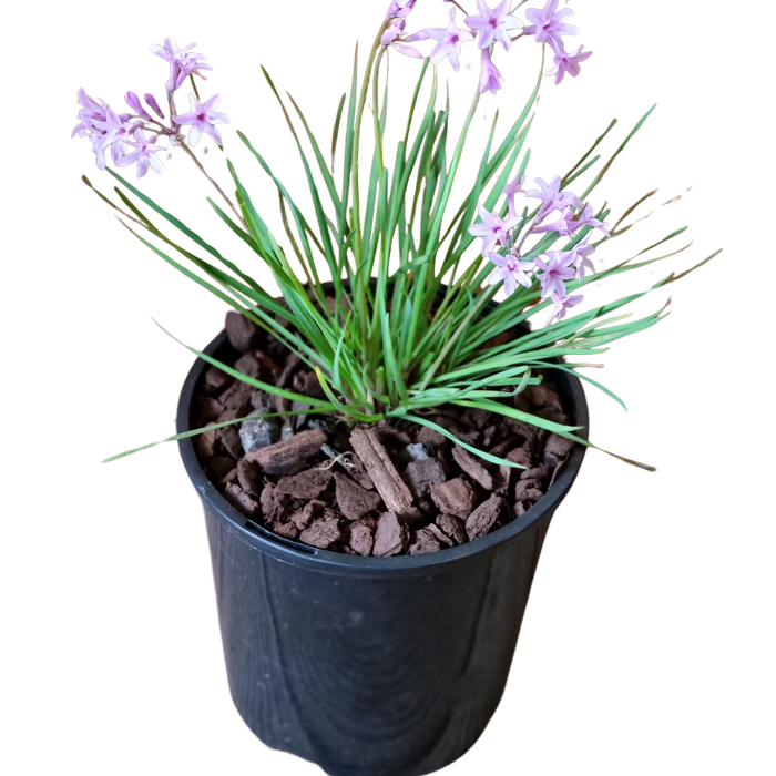 1.9L Tulbaghia Dark Star - Tulbaghia 