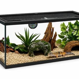 Deluxe Reptile Terrarium 50cm x 30cm x 30cm