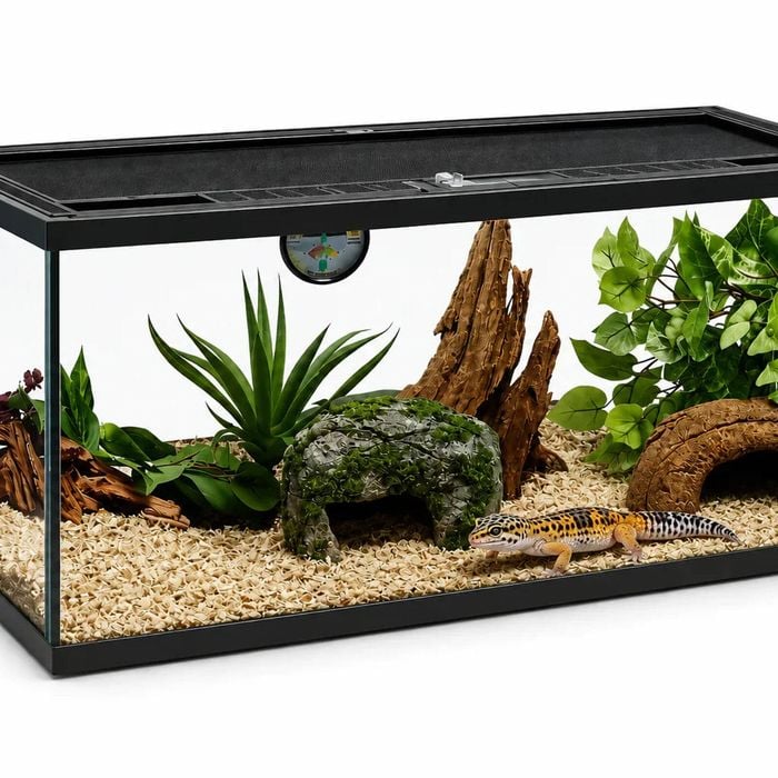 Deluxe Reptile Terrarium 50cm x 30cm x 30cm