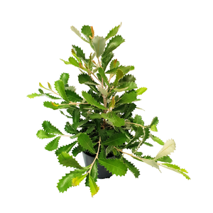 140mm Banksia Media Low Growing Form