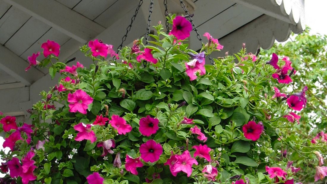 Hanging basket with hot pink perennials