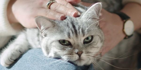 Close up of a grey cat being pat.