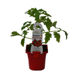 100mm Tomato Sweet 100 - Lycopersicum