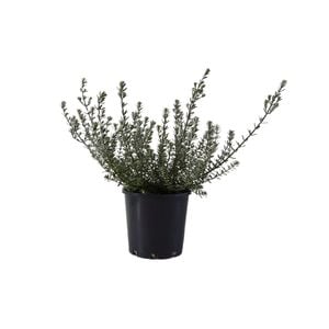 200mm Westringia Fruiticossa - Westringia fruticosa