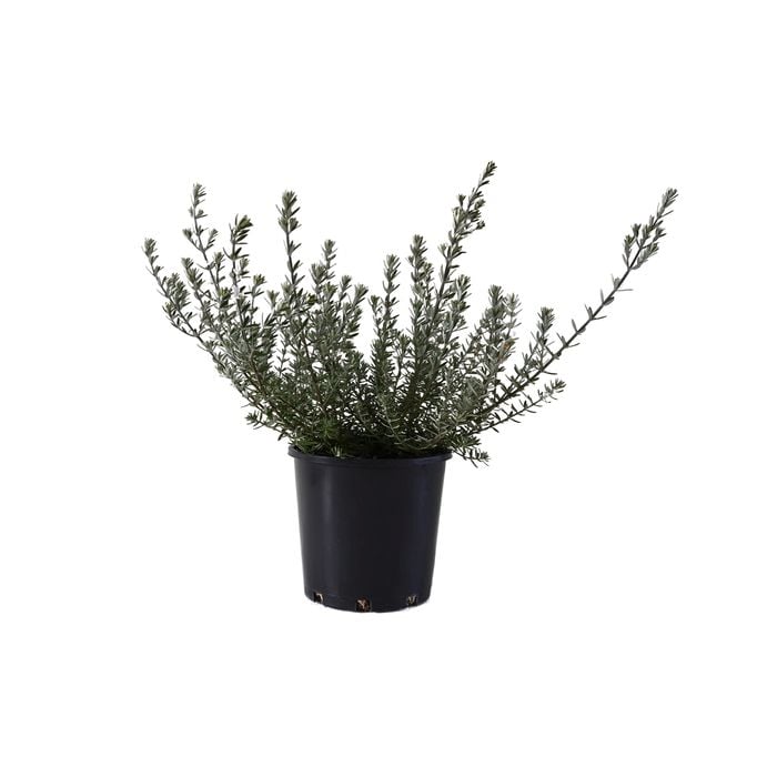 200mm Westringia Fruiticossa - Westringia fruticosa