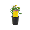 1.5L 3D Yellow - Osteospermum ecklonis