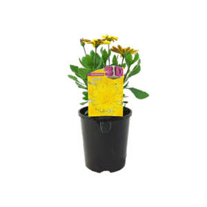 1.5L 3D Yellow - Osteospermum ecklonis