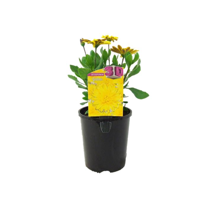 1.5L 3D Yellow - Osteospermum ecklonis